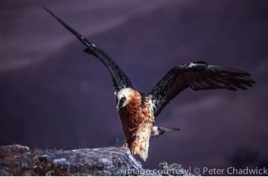 Drakensberg Mountain Retreat Bird Watching