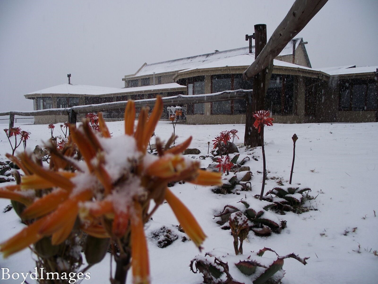 Snowy Flower At DMR